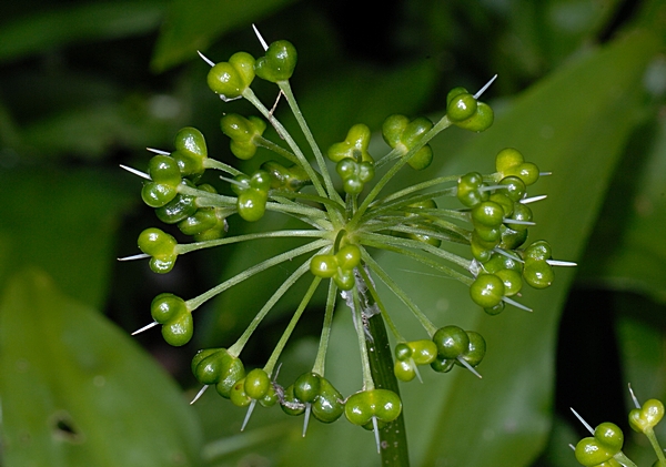 Bärlauch, Allium ursinum.