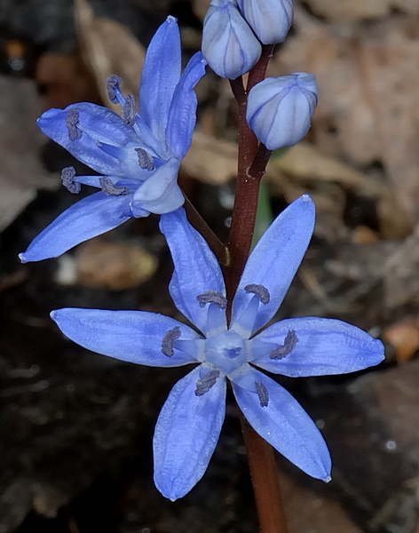 Blaustern, Scilla bifolia.