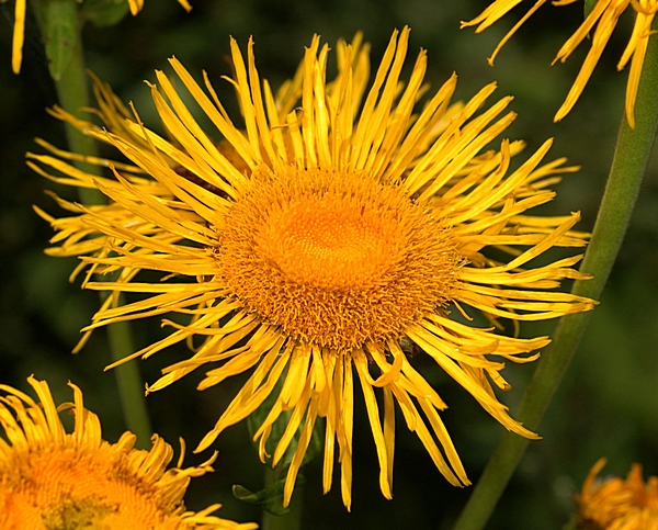 Echter Alant, Inula helenium.