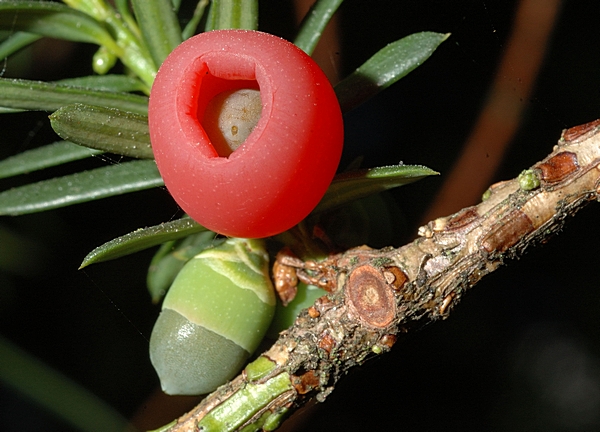 Eibe, Taxus baccata, Früchte.