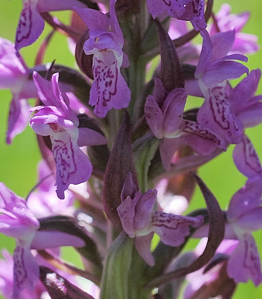 Fleischfarbenes Knabenkraut, Dactylorhiza incarnata.