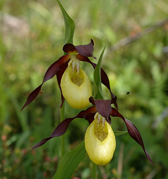 Frauenschuh, Cypripedium calceolus.