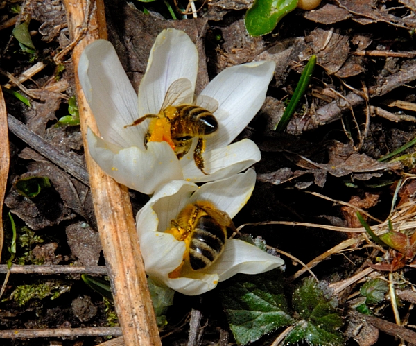 Frühlingskrokus, Crocus vernus, mit Honigbienen Apis mellifera.