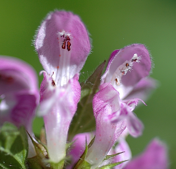 Gefleckte Taubnessel, Lamium maculatum.