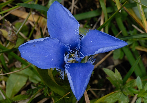 Gefranster Enzian, Gentiana ciliata.