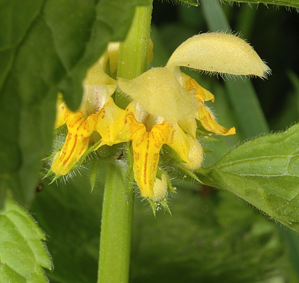 Gelbe Taubnessel, Lamium galeobdolon.