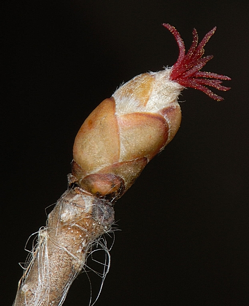 Gemeine Hasel, Corylus avellana, Makro einer weibliche Blüte.