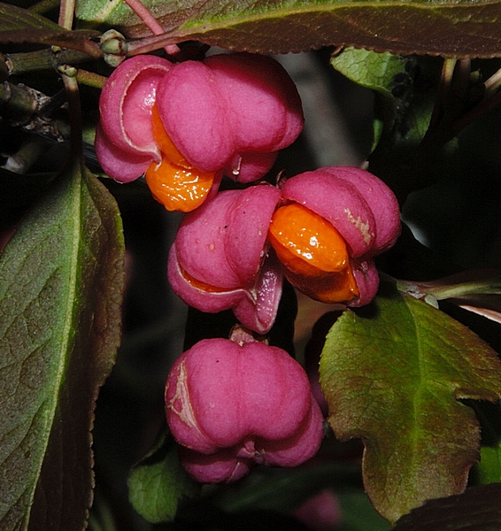 Gewöhnliches Pfaffenhütchen, Euonymus europaea, Früchte.