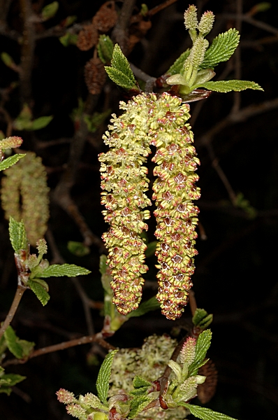 Grün-Erle, Alnus viridis, Kätzchen.