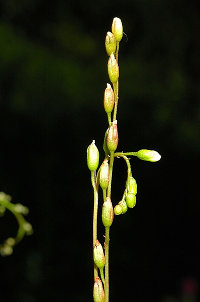 Langblättriger Sonnentau, Drosera anglica, Blütenstand.