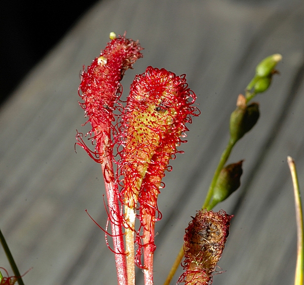 Langblättriger Sonnentau, Drosera anglica.