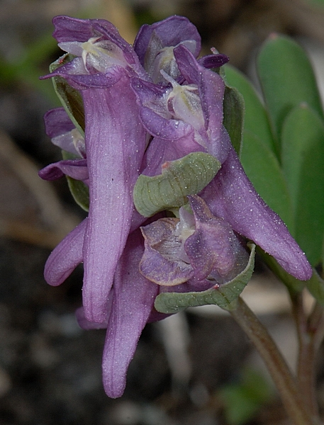 Mittlerer Lerchensporn, Corydalis media.