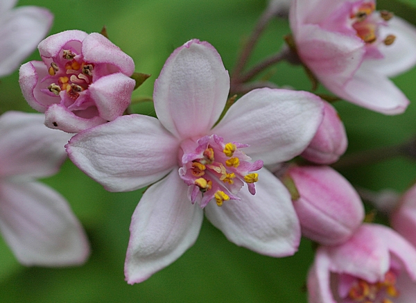 Niedriger Sternchenstrauch, Rosa Deutzie, Deutzis x rosea.