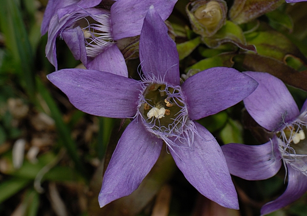 Rauher Enzian, Gentianella aspera.