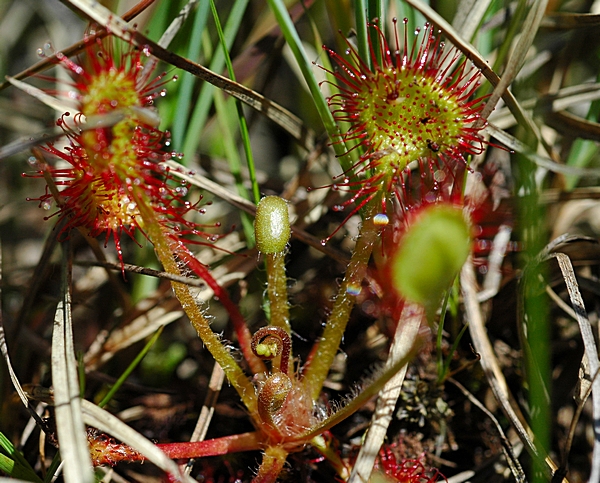 Rundblättriger Sonnentau, Drosera rotundifolia.