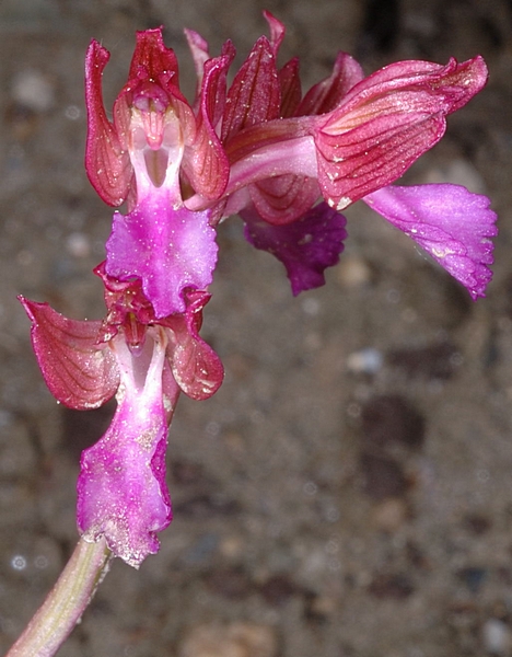 Schmetterlingsknabenkraut, Orchis papilionaceae.