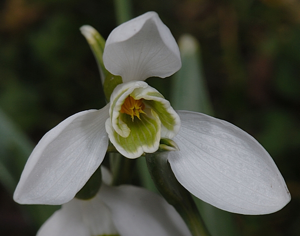 Schneeglöckchen, Galanthus nivalis.