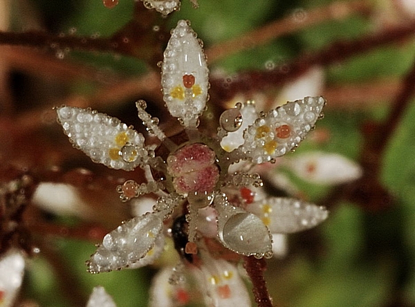 Sternsteinbrech, Saxifraga stellaris.