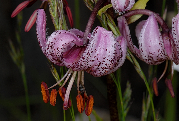 Türkenbund-Lilie, Lilium martagon.