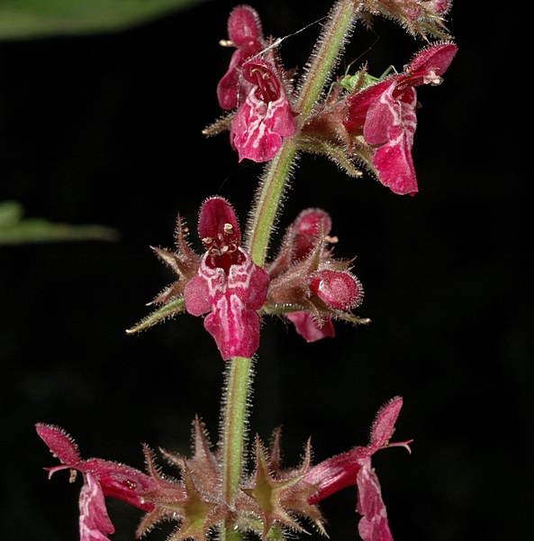 Wald-Ziest, Stachys sylvatica.