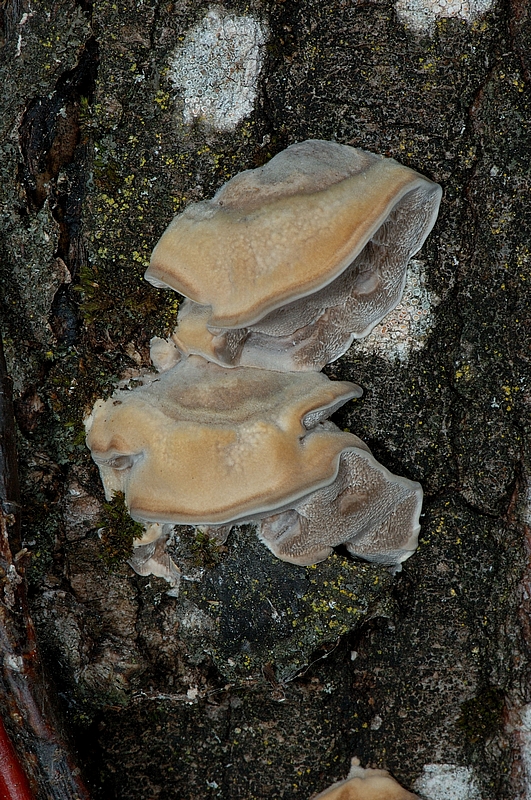 Angebrannter Rauchporling, Bjerkandera adusta, Hutoberseite.jpg