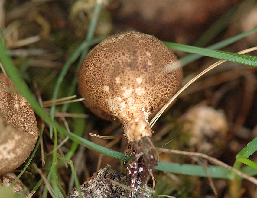 Birnen-Stäubling, Lycoperdon pyriforme, Seitenansicht.jpg