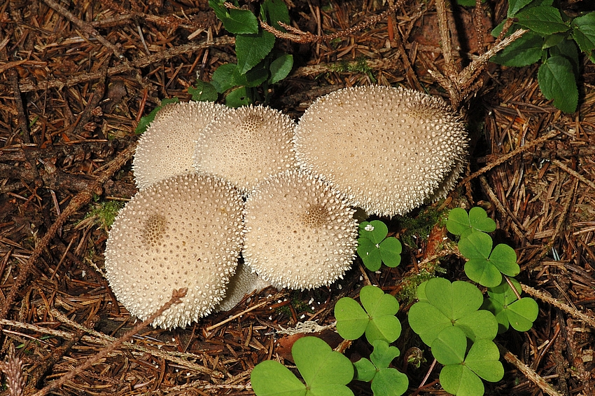 Flaschenstäubling, Lycoperdon perlatum, Kopfoberseiten.jpg