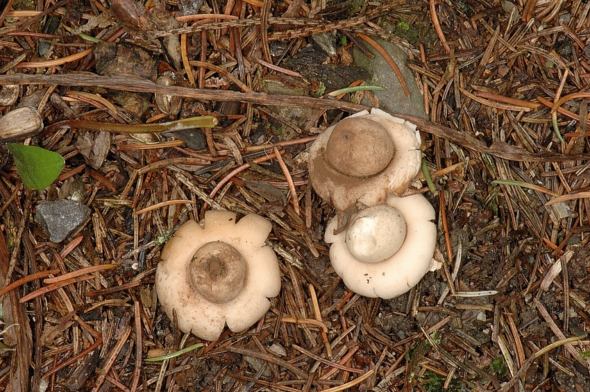 Gewimperter Erdstern, Geastrum fimbratum, reife Fruchtkörper.jpg