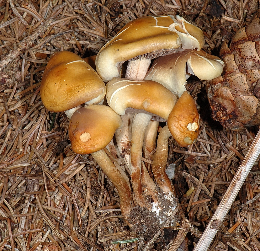 Graublättriger Schwefelkopf, Hypholoma capnoides, seitlich.jpg