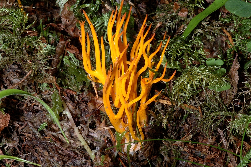 Klebrigen Hörnling, Calocera viscosa, Makro.jpg