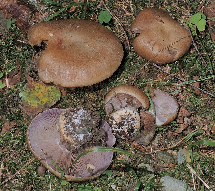 Knollenloser Klumpfuß, Cortinarius glaucopus var olivaceus.jpg