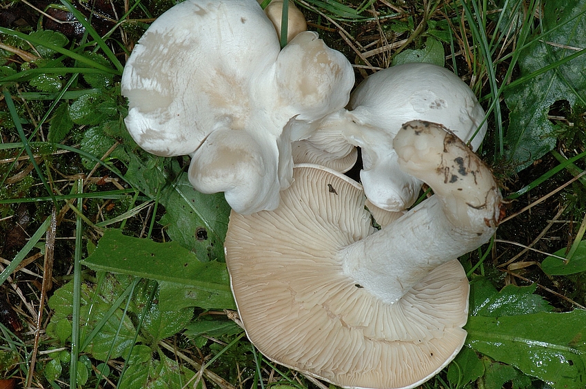 Mehlräsling, Clitopilus prunulus, Hutober-unterseite.jpg