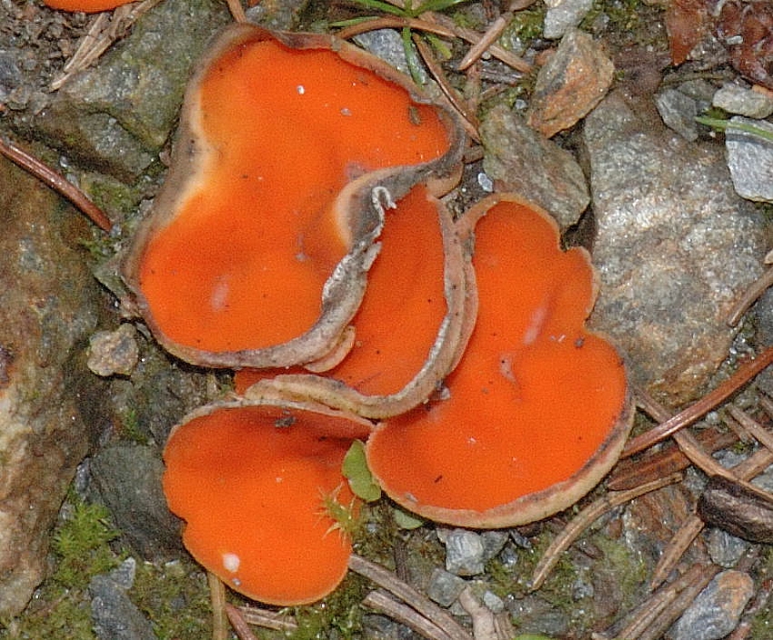 Mennigroter Borstling, Melastica chateri, Makro.jpg