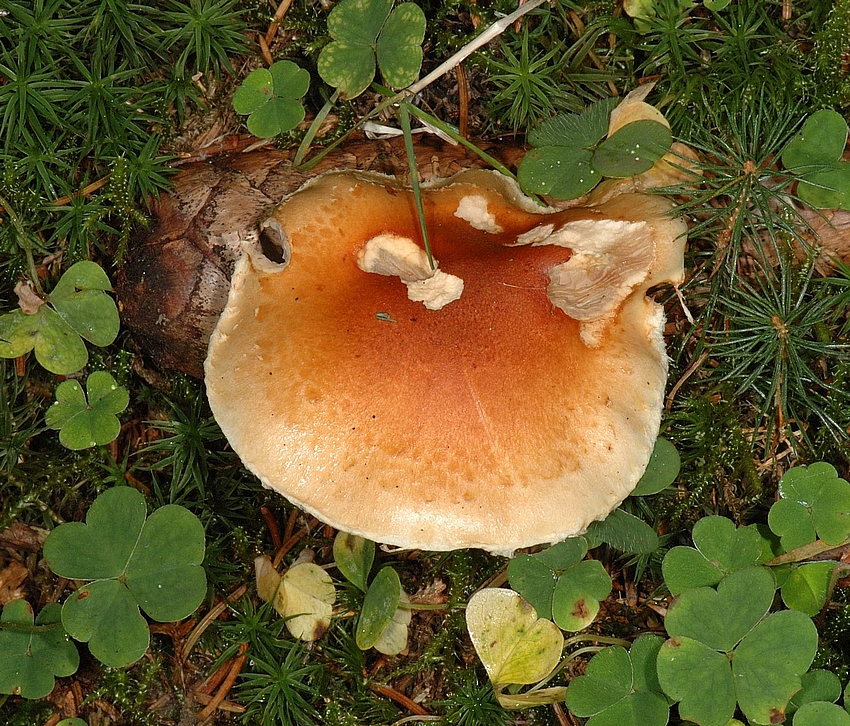 Amiant-K&ouml;rnchenschirmling, Cystoderma amianthinum, Oberseite.jpg