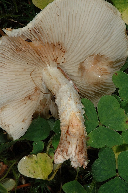 Amiant-K&ouml;rnchenschirmling, Cystoderma amianthinum,Lamellen,Stiel.jpg