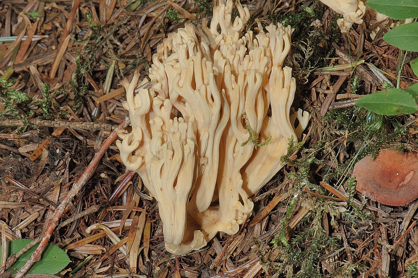 Blasse Koralle, Ramaria pallida, Makro.jpg