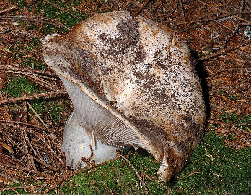 Blaubl&auml;ttriger Wei&szlig;t&auml;ubling, Russula delica, Habitus.jpg