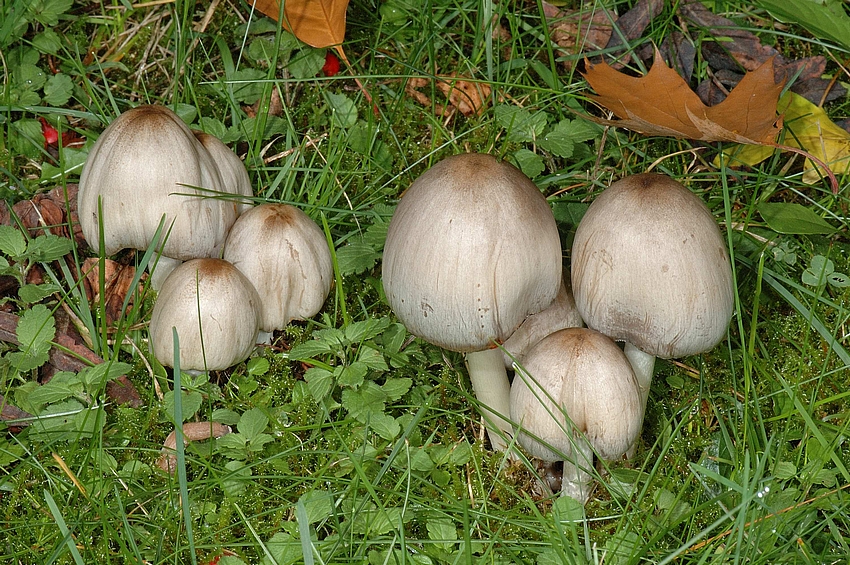 Faltentintling, Coprinus atramentarius, junge Fruchtk&ouml;rper.jpg