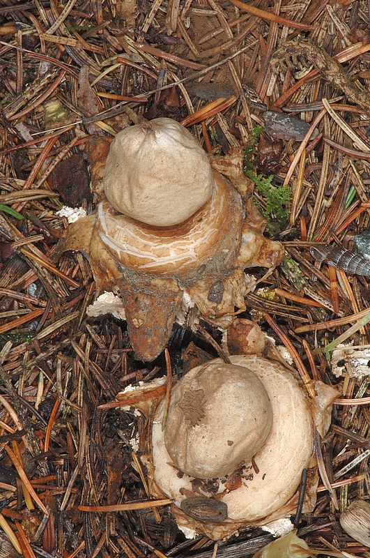 Gewimperter Erdstern, Geastrum fimbratum, Habitus.jpg