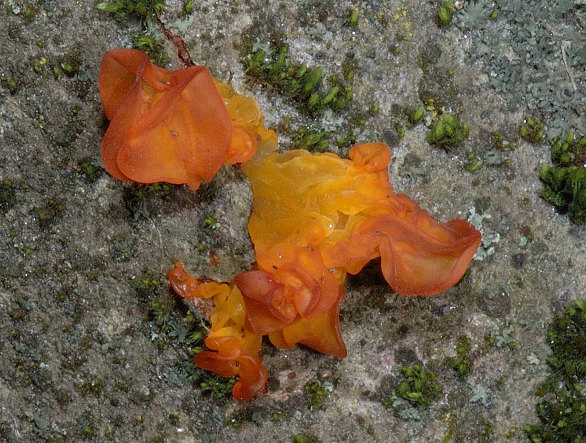 Goldgelbe Zitterling, Tremella mesenterica, Gruppe.jpg
