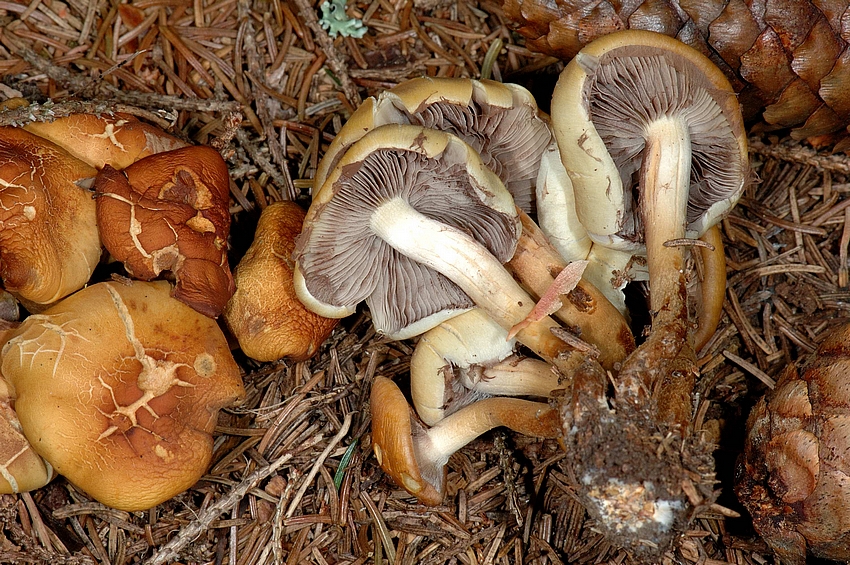 Graubl&auml;ttriger Schwefelkopf, Hypholoma capnoides, Ober-Lamellens.jpg