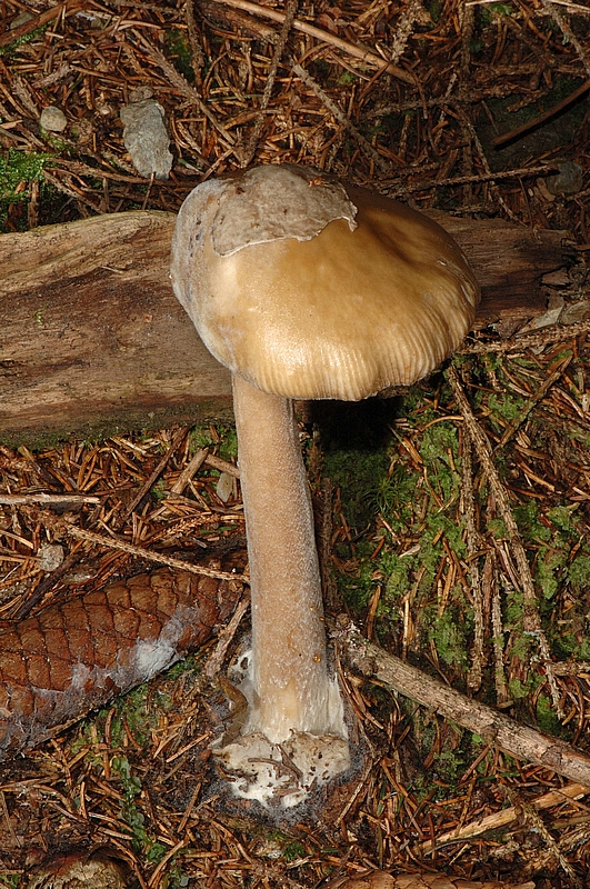Grauh&auml;utigen Scheidenstreifling, Amanita submembranacea, Habitus.jpg