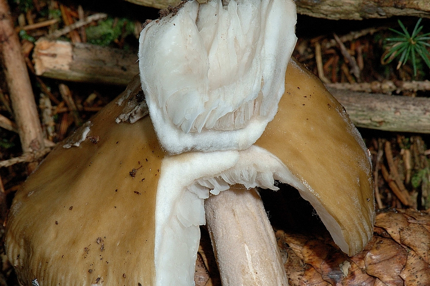 Grauh&auml;utigen Scheidenstreifling, Amanita submembranacea, Makro.jpg