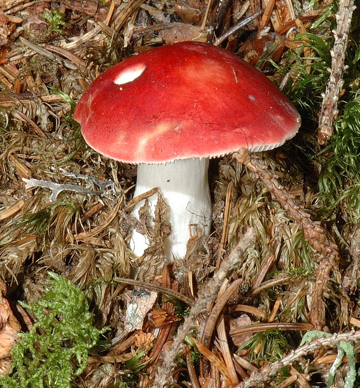 Kirschroter Speit&auml;ubling, Russula emetica, Habitus.jpg
