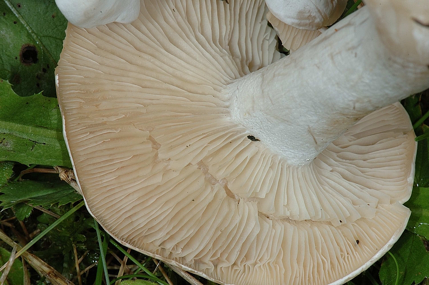 Mehlr&auml;sling, Clitopilus prunulus, Hutunterseite.jpg