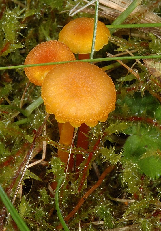 Pfifferlings-Saftling, Hygrocybe cantharellus, Habitus.jpg