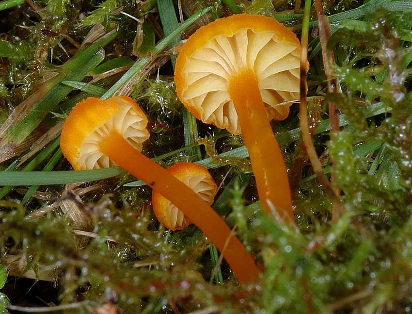 Pfifferlings-Saftling, Hygrocybe cantharellus, Lamellen.jpg
