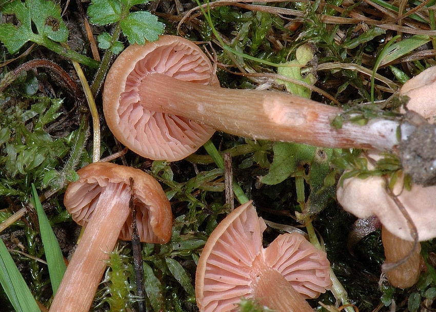Roter Lacktrichterling, Laccaria Laccata, junge Pilze, Lamellen.jpg