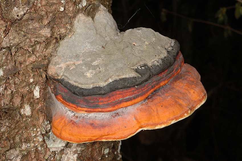 Rotrandige Porling, Fomitopsis pinicola, Habitus.jpg