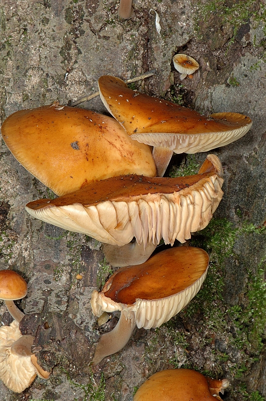 Samtfu&szlig;r&uuml;bling Winterr&uuml;bling Flammulina velutipes Stiel Lamellen.jpg